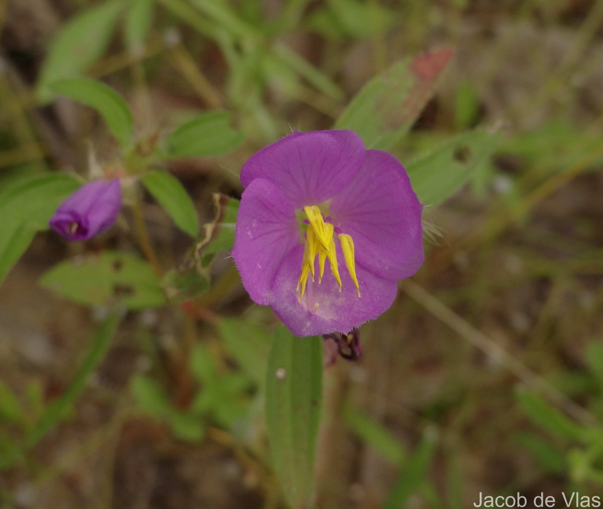 Osbeckia zeylanica L.f.